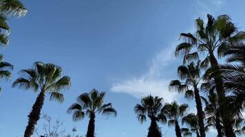 Tall palm tree against the sky Exotic landscape paradise for relaxation under palm trees. Bottom view of a tropical tree. High quality FullHD footage video