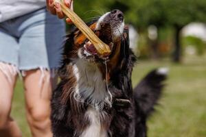 A dog cheerfully chews on a gigantic bone provided by its owner on a clear and sunny day outside photo