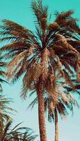 Underside of the coconuts tree with clear sky and shiny sun video