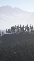 Pine tree forests at the base of mountain in sunny day of summer video