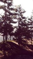 Beautiful remote evergreen forest in mountain video