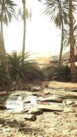 oasis in the middle of the desert with a lot of trees video
