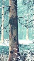 Fog in the forest on a cold winter cloudy day with first snow video