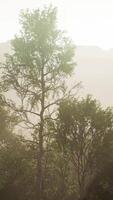 Pine trees and Huangshan mountains in China video
