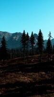 Aerial view over Mountain range with pine forest in Bavaria video