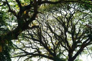 trees in the forest with curvy branch photo