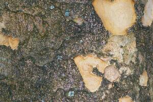 A texture of tree bark with copy space area photo