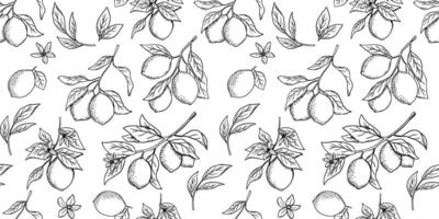 Hand drawn monochrome seamless pattern with etching lemon or lime, tree branch in engraved style. black and white repeat backdrop vector