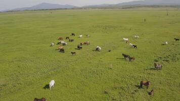 Aerial view of a herd of horses grazing in a field video