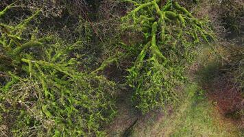 Tree in subtropics completely entangled in evergreen climbing liana video