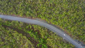 View from a drone vertically down on an asphalt road in the forest at dawn. video