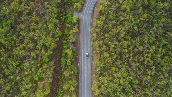 Aerial view top down on an asphalt road in the forest at dawn video
