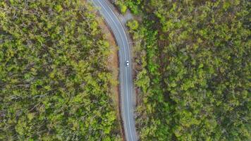 A drone monitors a car driving on an asphalt road in the forest at dawn video