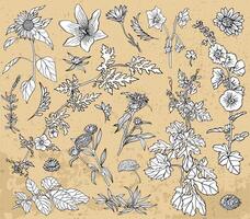 Design set of hand drawn plants, herbs and flowers against texture background. Botanical summer concept. Line art illustration in sketch style vector