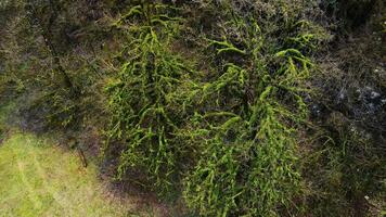 Tree in subtropics completely entangled in evergreen climbing liana video