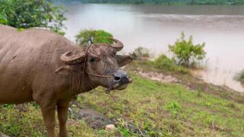 a buffalo grazing peacefully in a lush, green field. portrays the essence of simplicity and the harmonious connection between nature and agriculture, Raising animals for agriculture, buffalo is eating video