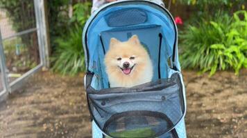 Spitz Pomeranian puppy in a pram strolling, Pomeranian dog, sitting in a beautiful baby stroller basket, Close up tracking Cute Little Pomeranian Dog in pet stroller walk video