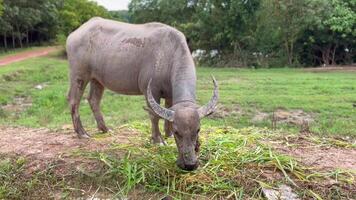 a buffalo grazing peacefully in a lush, green field. portrays the essence of simplicity and the harmonious connection between nature and agriculture, Raising animals for agriculture, buffalo is eating video