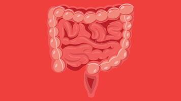 Human Organs illustration for educational and science vector