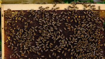 Bees sit on honeycombs with honey in a bee frame in a beehive close-up. Beekeeping, sealing honeycombs with wax and pouring honey, breeding and keeping bees video