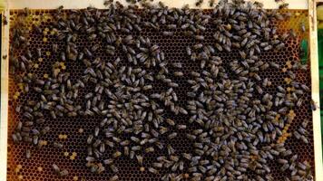 Bees sit on honeycombs with honey in a bee frame in a beehive close-up. Beekeeping, sealing honeycombs with wax and pouring honey, breeding and keeping bees video