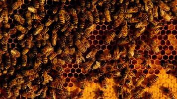 Bees sit on honeycombs with honey in a bee frame in a beehive close-up. Beekeeping, sealing honeycombs with wax and pouring honey, breeding and keeping bees video