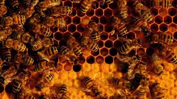 Bees sit on honeycombs with honey in a bee frame in a beehive close-up. Beekeeping, sealing honeycombs with wax and pouring honey, breeding and keeping bees video