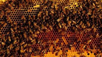 Bees sit on honeycombs with honey in a bee frame in a beehive close-up. Beekeeping, sealing honeycombs with wax and pouring honey, breeding and keeping bees video