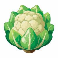 Realistic cauliflower on white background vector