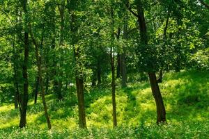 Park with lush green trees during the daytime in summer. photo