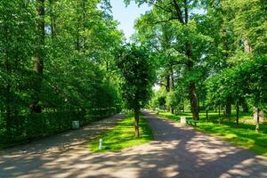 A dirt path through a park with lush green trees during the daytime in summer. photo