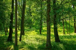 Park with lush green trees during the daytime in summer. photo