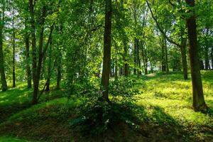 Park with lush green trees during the daytime in summer. photo