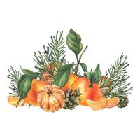 Orange tangerines whole, peeled and sliced with pine branch and cones. Christmas, New Year, hand drawn watercolor illustration. Isolated composition on a white background. vector