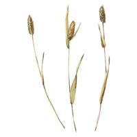 Phleum pratense three branches in ochre, brown, pink and turquoise, wild, meadow herbs, dried flowers. Watercolor botanical illustration, hand drawn. Set of elements isolated from the background vector