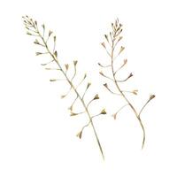 Capsella bursa-pastoris two branches in ochre, brown and turquoise, wild, meadow herbs, dried flowers. Watercolor botanical illustration, hand drawn. Set of elements isolated from the background vector