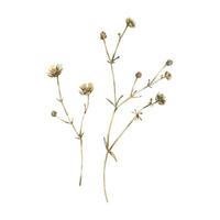 Ranunculus acris two branches in ochre, brown, pink and turquoise, wild, meadow herbs, dried flowers. Watercolor botanical illustration, hand drawn. Set of elements isolated from the background vector