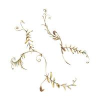 Vicia cracca two branches in ochre, brown, pink and turquoise, wild, meadow herbs, dried flowers. Watercolor botanical illustration, hand drawn. Set of elements isolated from the background. vector