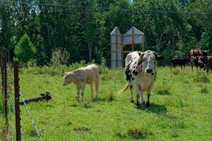 Cow and calves together photo