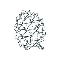Cedar cone, pine cone large side view. Line art is a simple hand-drawn illustration in black and white ink. Isolated EPS object. vector