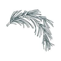 Pine branch with evergreen needles, forest plants for winter and Christmas decor. Line art is a simple hand-drawn illustration in black and white ink. Isolated EPS object. vector