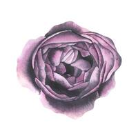 Bud of a peony rose of burgundy color opened, top view. Watercolor illustration. isolated object from the WEDDING FLOWERS collection. For the design of postcards, invitations, congratulations. vector