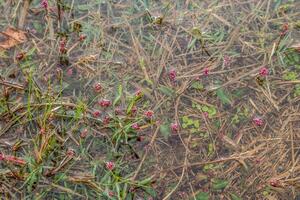 Weeds and grass in a puddle photo