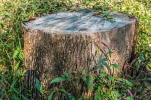 Tree stump with weeds photo