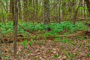 First signs of spring in the forest photo