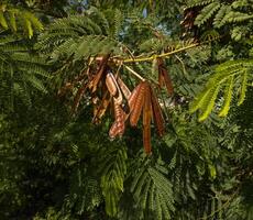 green lush branches of leucaena with seeds. acacia. wallpaper. High quality photo