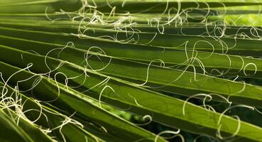 green Background with a large image of a palm leaf.wallpaper on the desktop. wallpaper. High quality photo