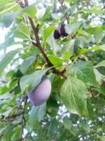 ripe plum on a tree with green leaves photo