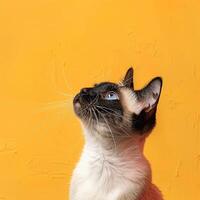 A siamese cat looking up at something on a yellow background photo