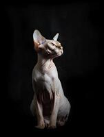 sphynx cat isolated on black background photo